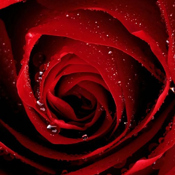 Meet your Posher, Giovanna - Picture 1 of 1